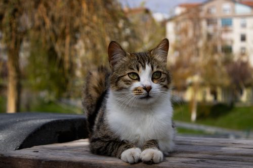 Photo of a Domestic Cat on a Wooden Surface · Free Stock Photo