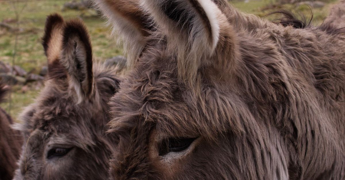 Donkey Setting Close-up of Donkeys in a Rural Farm Setting · Free Stock Photo