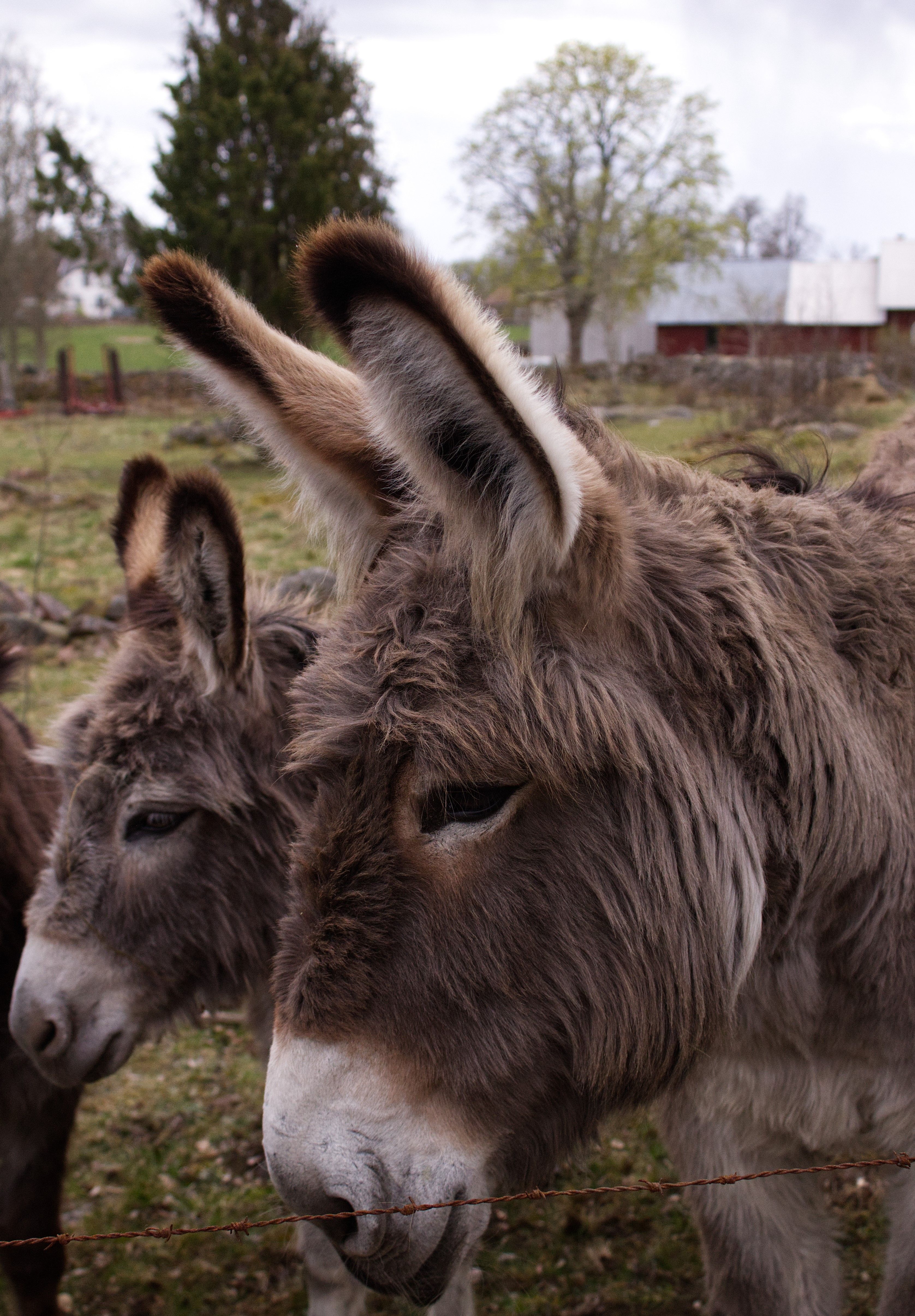 Close-up of Donkeys in a Rural Farm Setting · Free Stock Photo