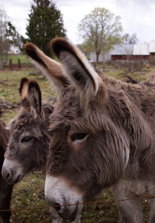 Donkey Setting Close-up of Donkeys in a Rural Farm Setting · Free Stock Photo