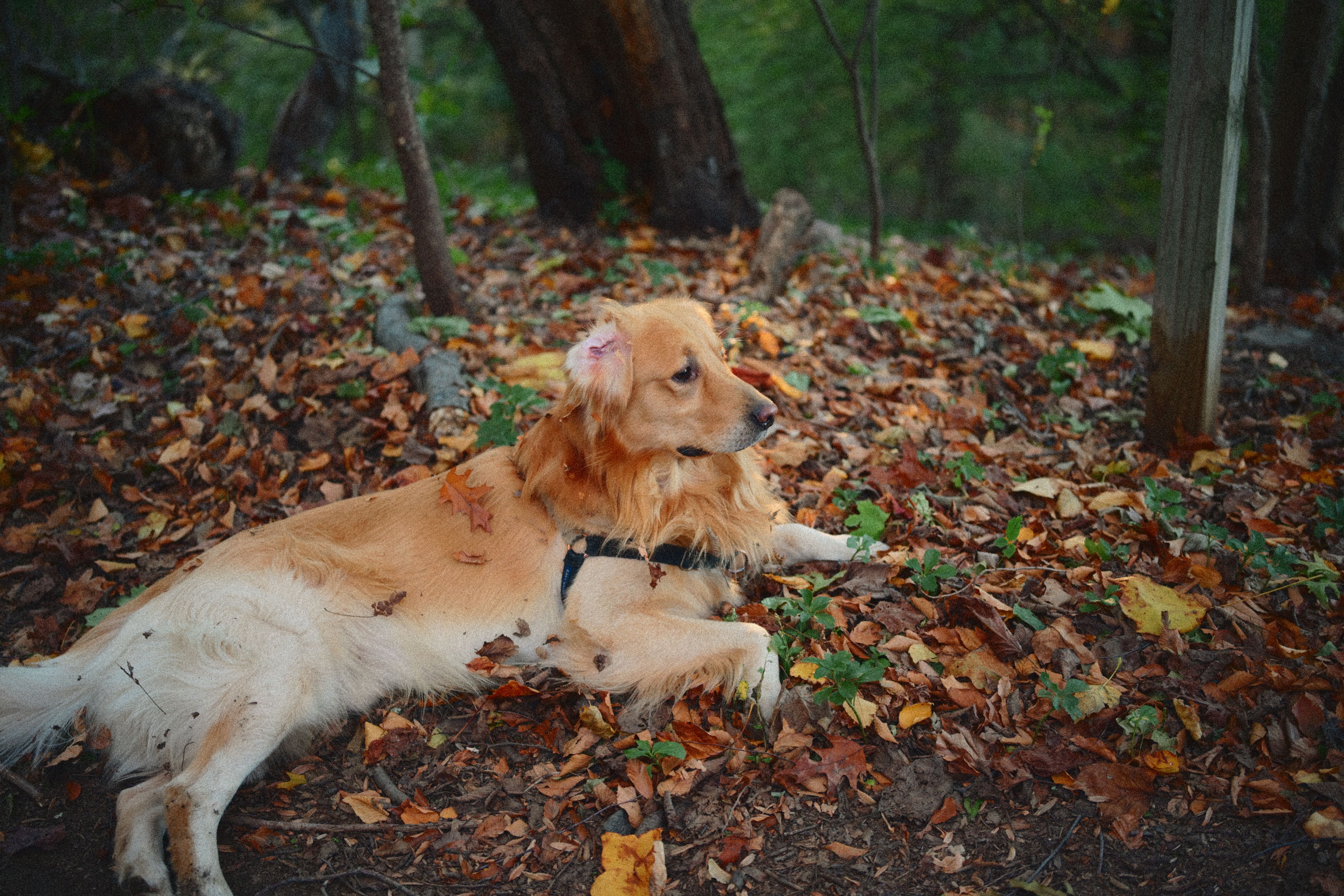 Golden Retriever Relaxing in Autumn Forest · Free Stock Photo