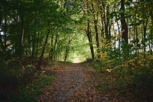 Free A serene forest pathway blanketed by fallen leaves and enveloped by lush green and autumn trees. Stock Photo