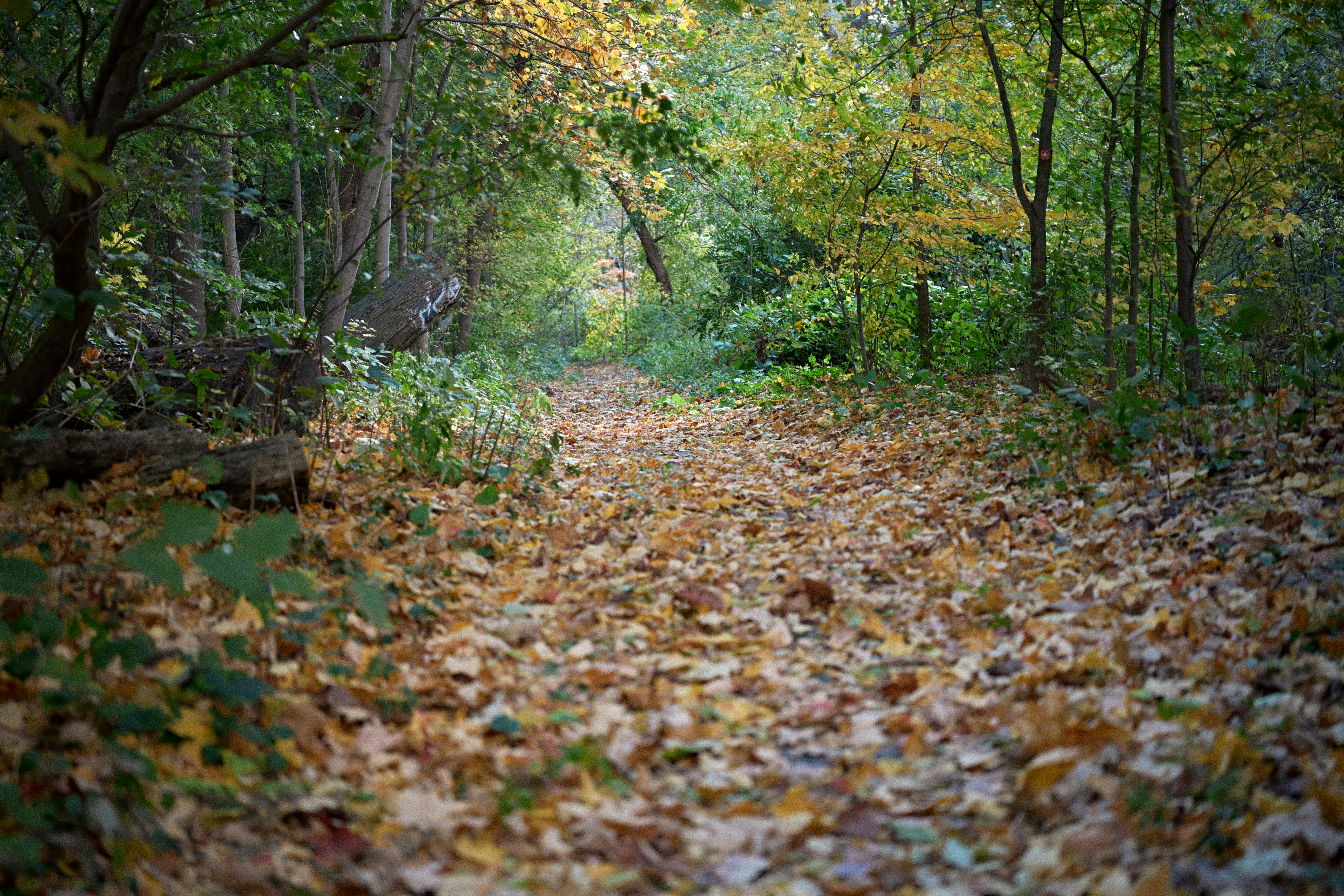 DuPage Forest Preserve executive director leaving for city manager job in Florida — Photo by b ch on Pexels