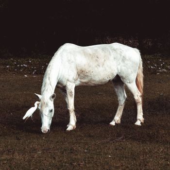 Thestral