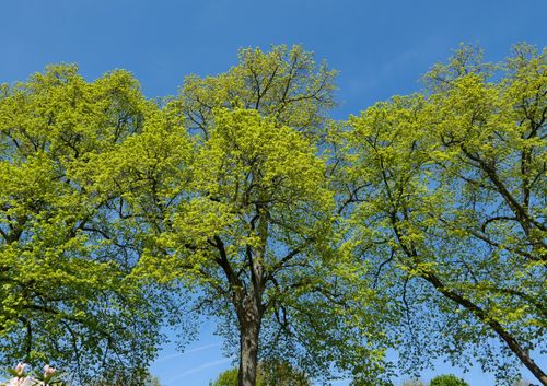 Free Lush green trees in springtime under a vibrant blue sky, symbolizing growth and renewal. Stock Photo