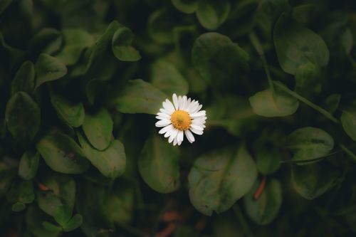 Free A serene close-up image of a single daisy flower surrounded by lush green leaves. Stock Photo