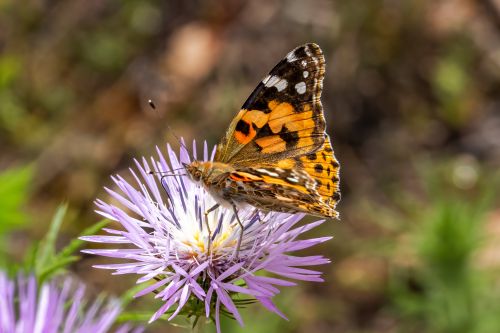 Free Close-up of a Painted Lady butterfly on a purple thistle, showcasing its vibrant wings. Stock Photo