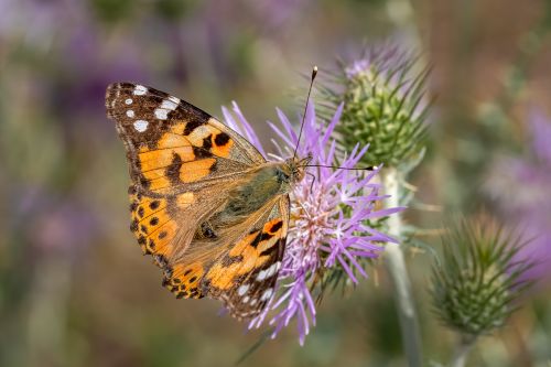 Free Macro shot of a Painted Lady butterfly perched on a purple thistle, showcasing vibrant colors and fine details. Stock Photo
