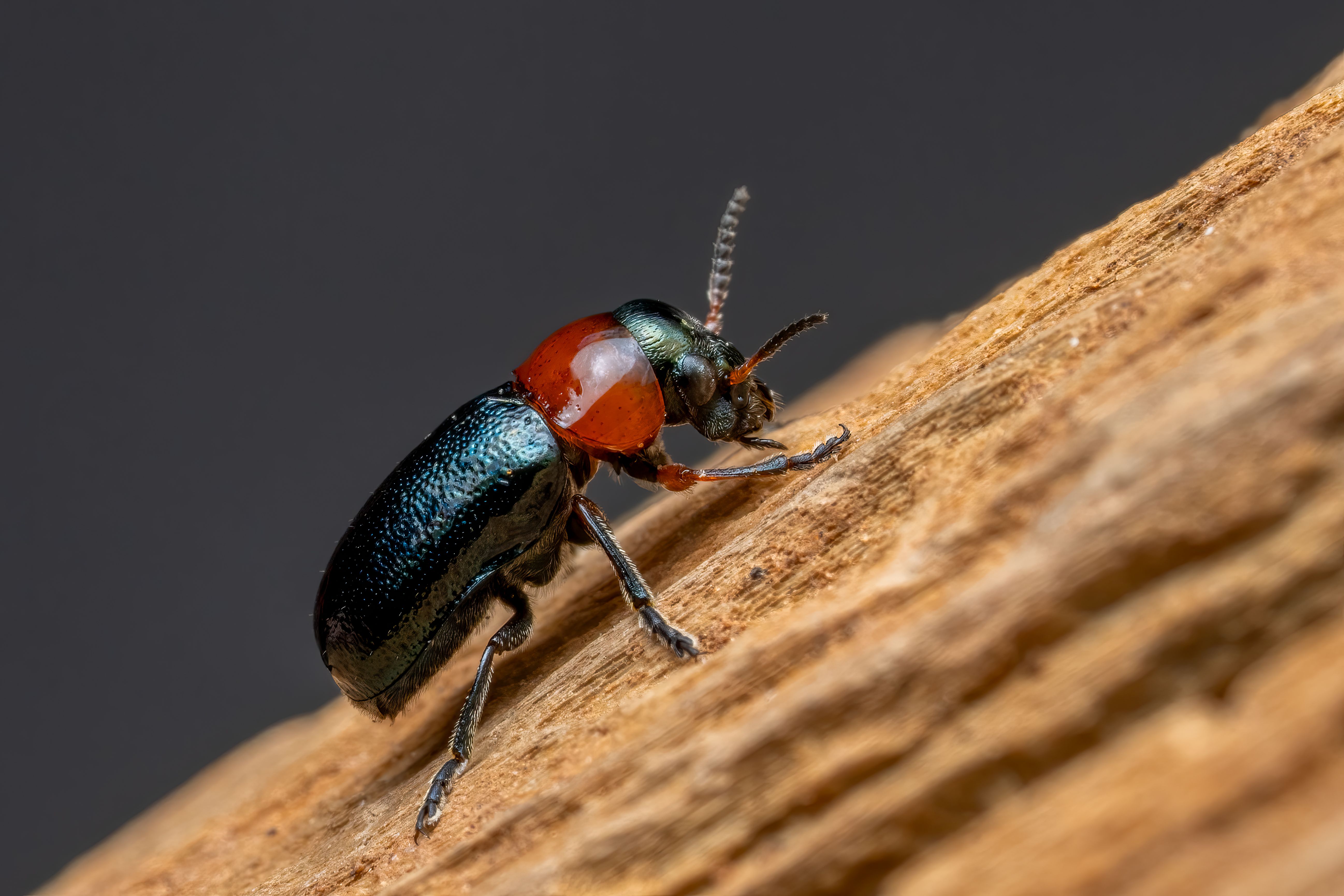 Close-up of Colorful Beetle on Wood Log · Free Stock Photo