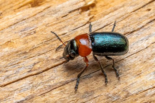 Free Close-up of a vivid-colored beetle on a wooden surface, showcasing its intricate details. Stock Photo