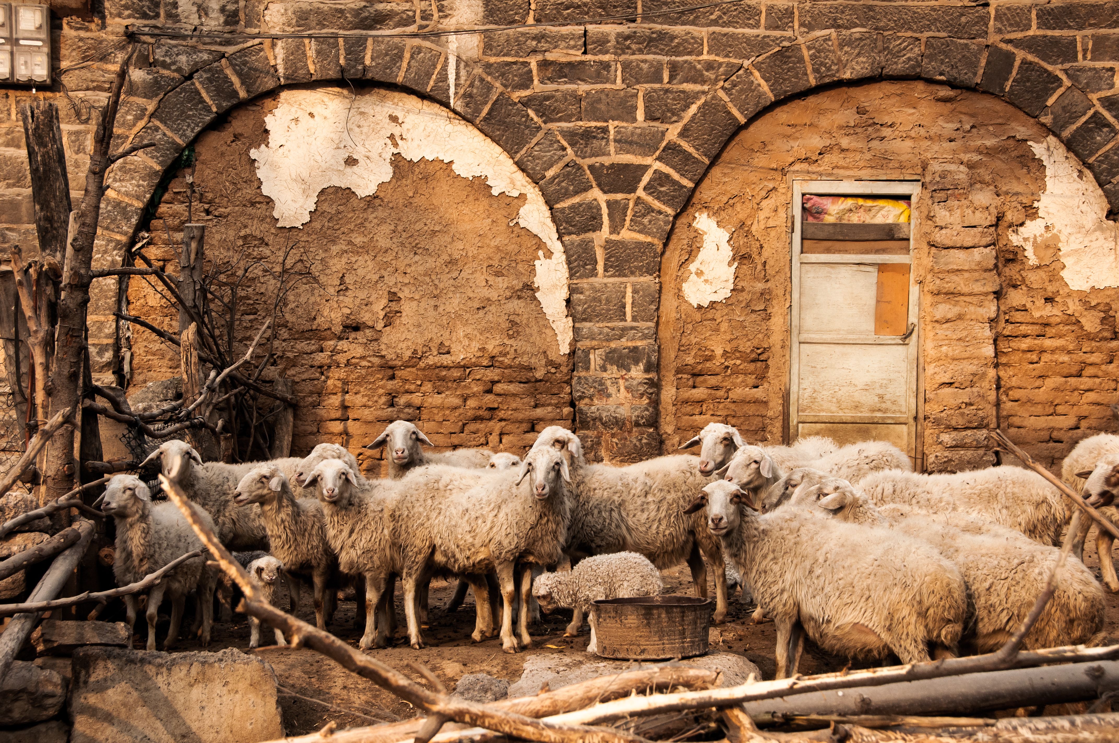 Sfeerbeeld: wit schaap in grazige heuvels.