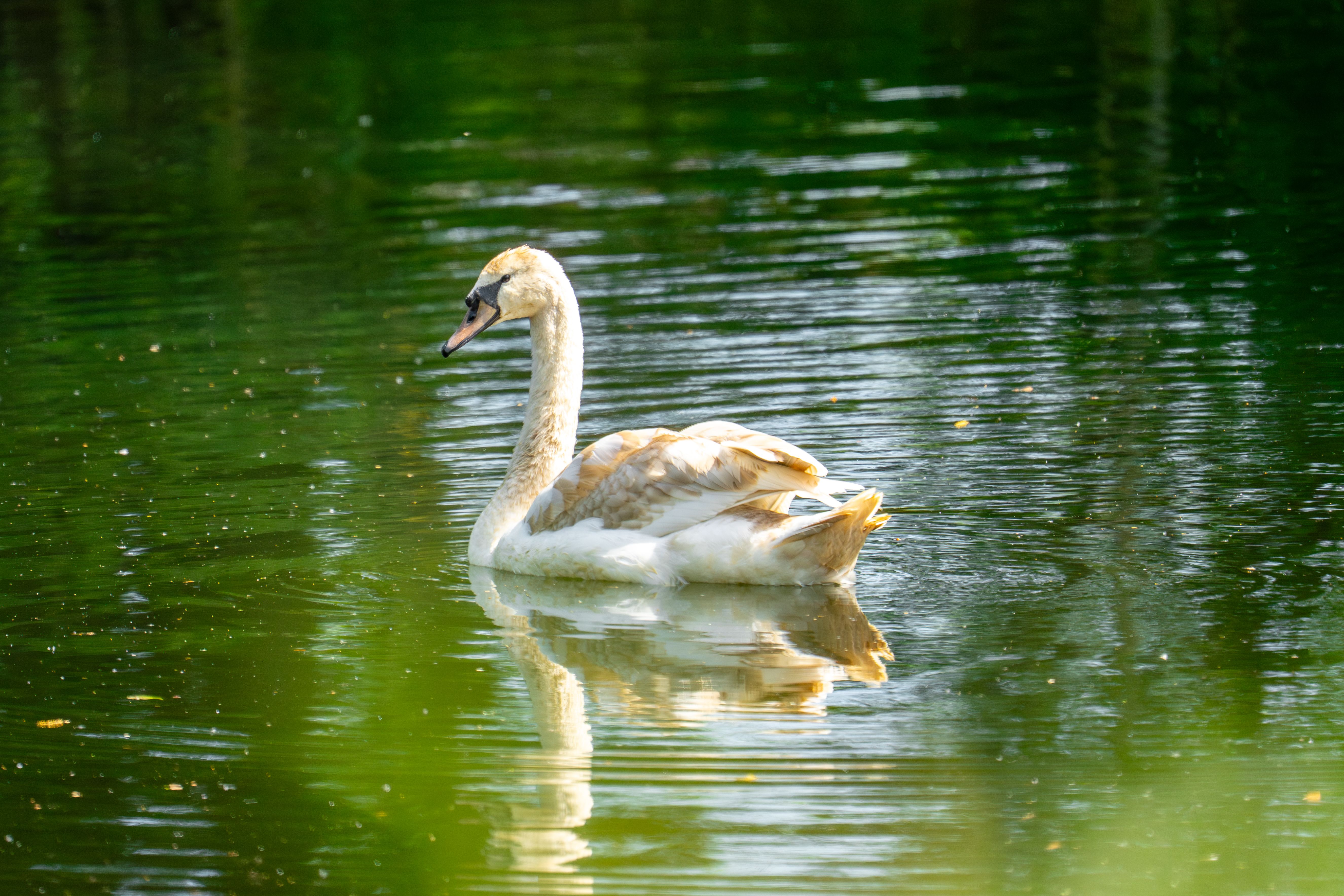 Peaceful scene of a swan gracefully swimming in a serene, reflective lake.