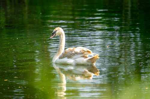 Free Peaceful scene of a swan gracefully swimming in a serene, reflective lake. Stock Photo
