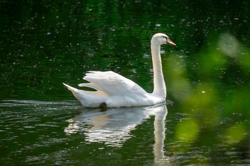Free A beautiful swan gracefully swimming on a peaceful green lake captured in daylight. Stock Photo