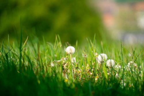 Free A serene scene of dandelions in a green field, perfect for nature-themed projects. Stock Photo