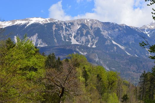Breathtaking view of snow-capped mountains and lush green forest in Bled, Slovenia.