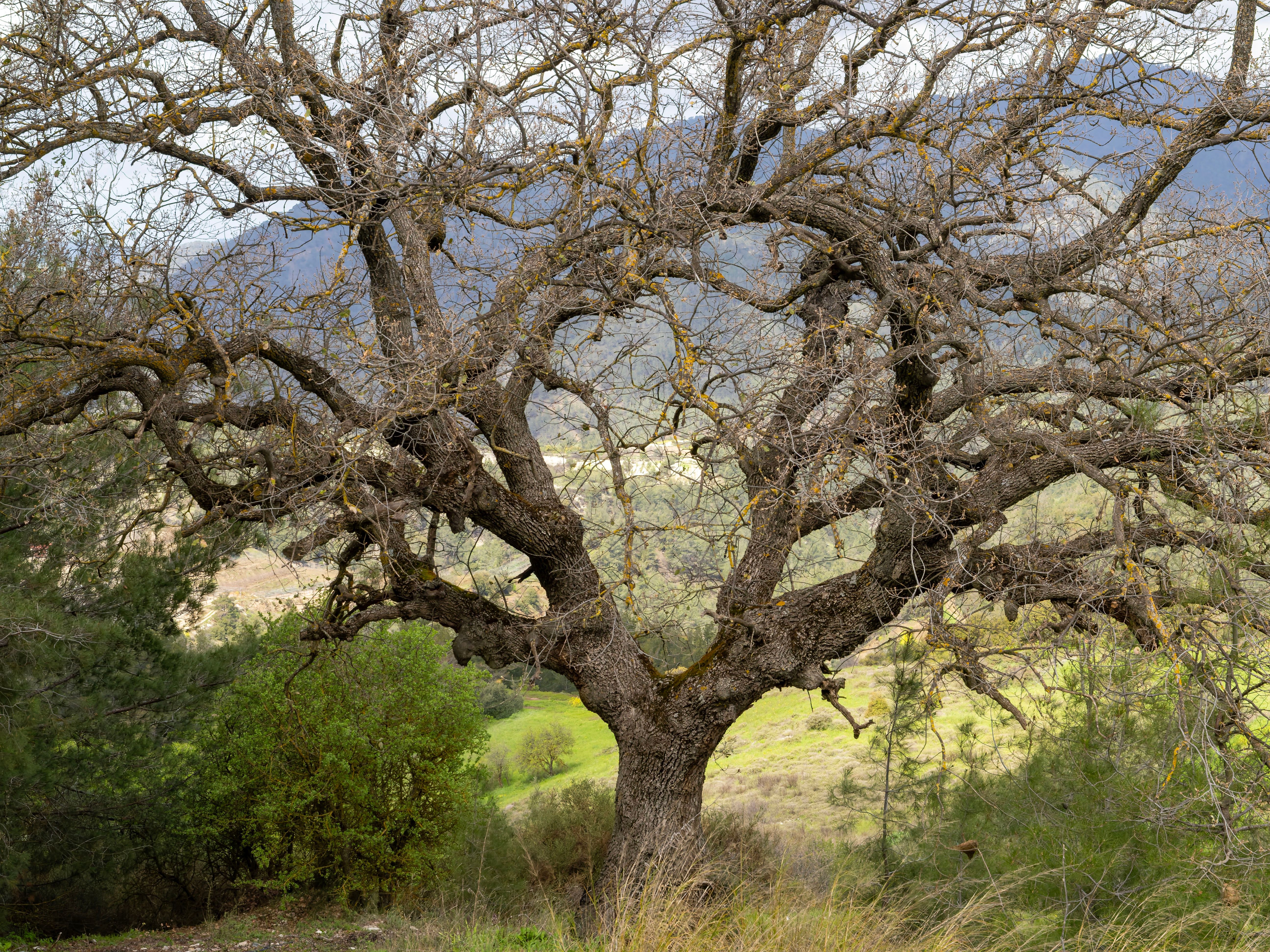 Old oak tree with twisted trunk and dense foliage, representing sacred trees in ancient pagan beliefs