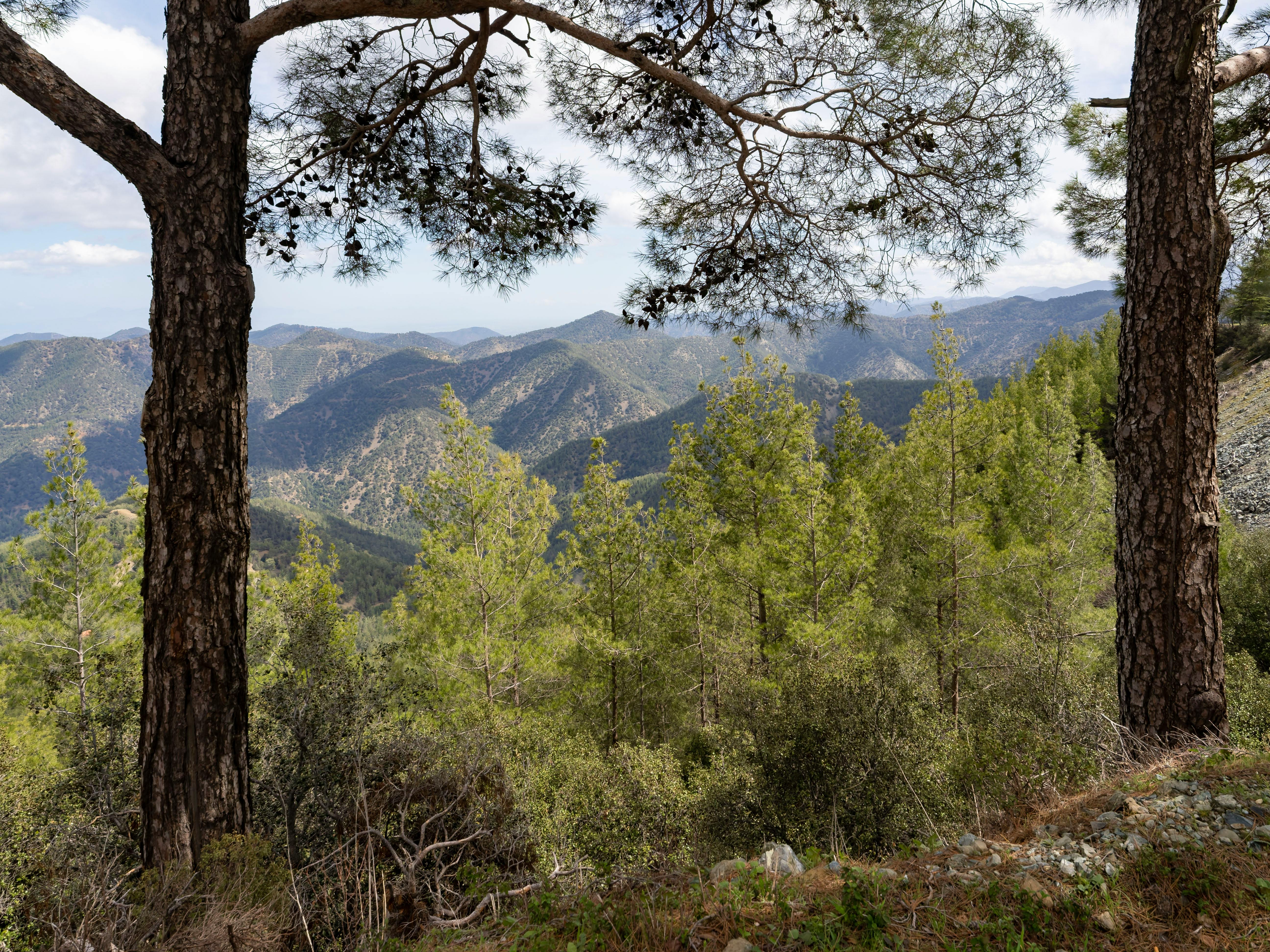 Troodos Mountains