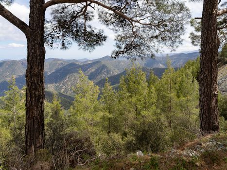 Lush green landscape of Troodos Mountains with clear mountain views under a blue sky.