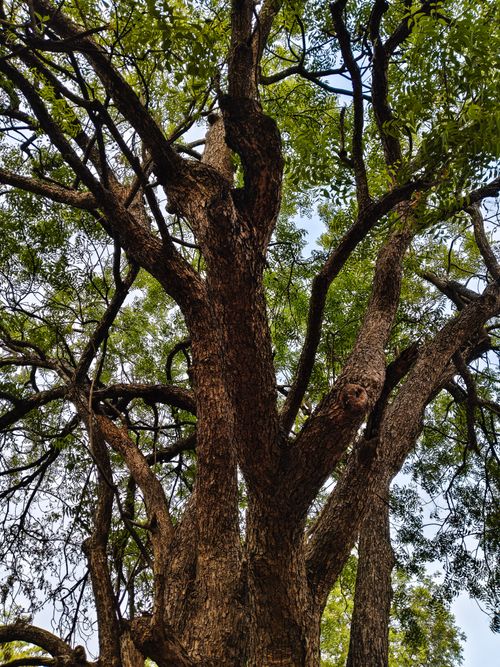 Free View of a towering tree with lush green leaves under a blue sky, showcasing nature's grandeur. Stock Photo