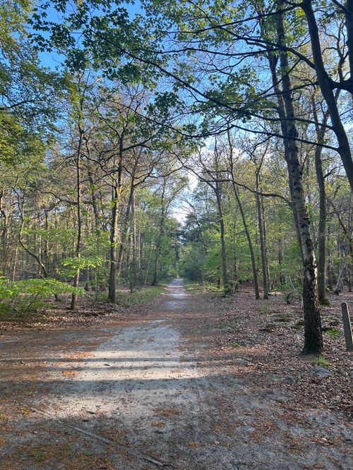 Free A peaceful forest path surrounded by lush greenery and tranquility, ideal for nature walks. Stock Photo