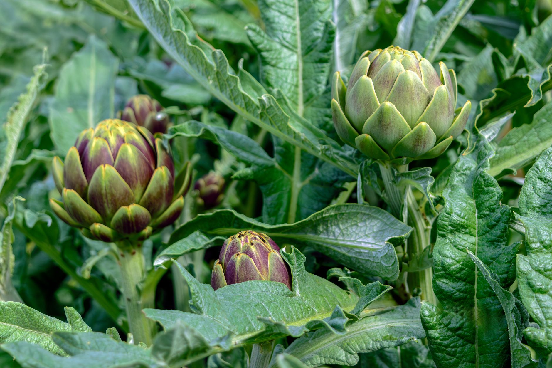 Close-up of fresh artichokes growing among lush green leaves in a garden setting.