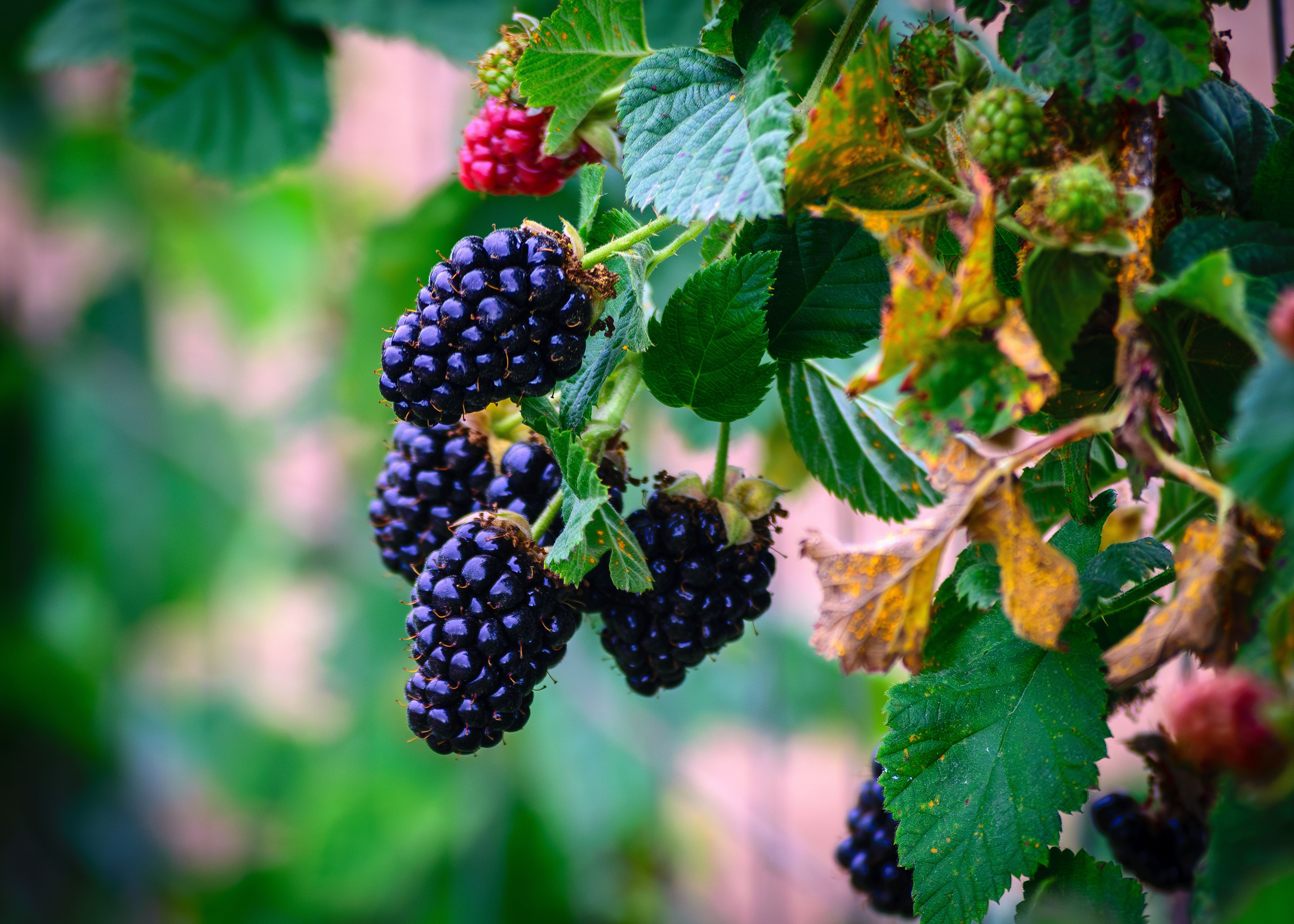 Blackberries used in beauty care