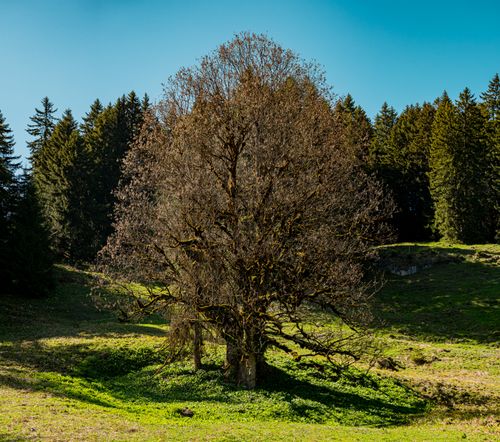 Free A solitary tree stands majestically against a lush backdrop in Vorderthal, Switzerland. Stock Photo