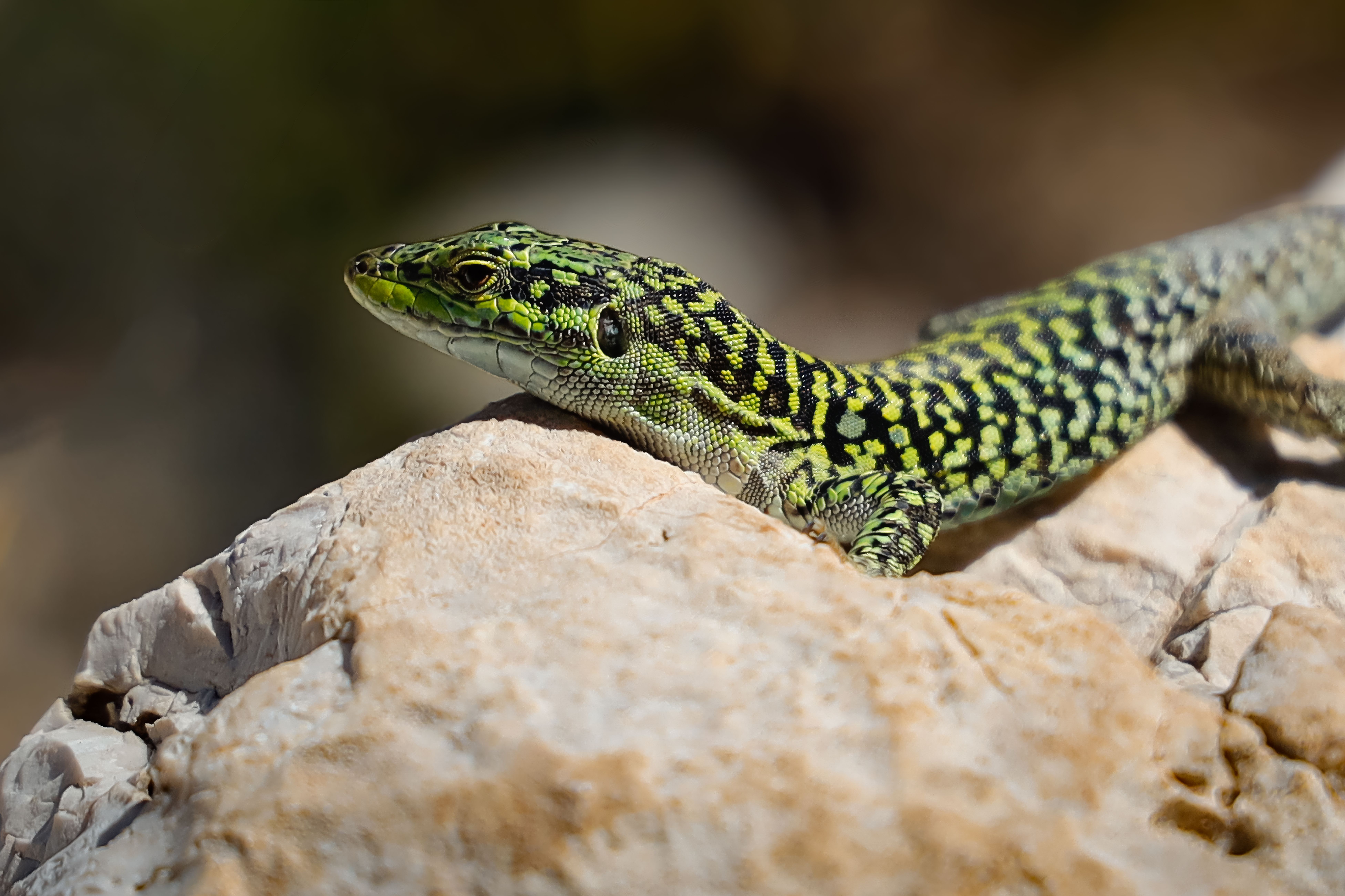 A vibrant green lizard basking in the sun on rocky outcrops in Scopello, Sicily, Italy.