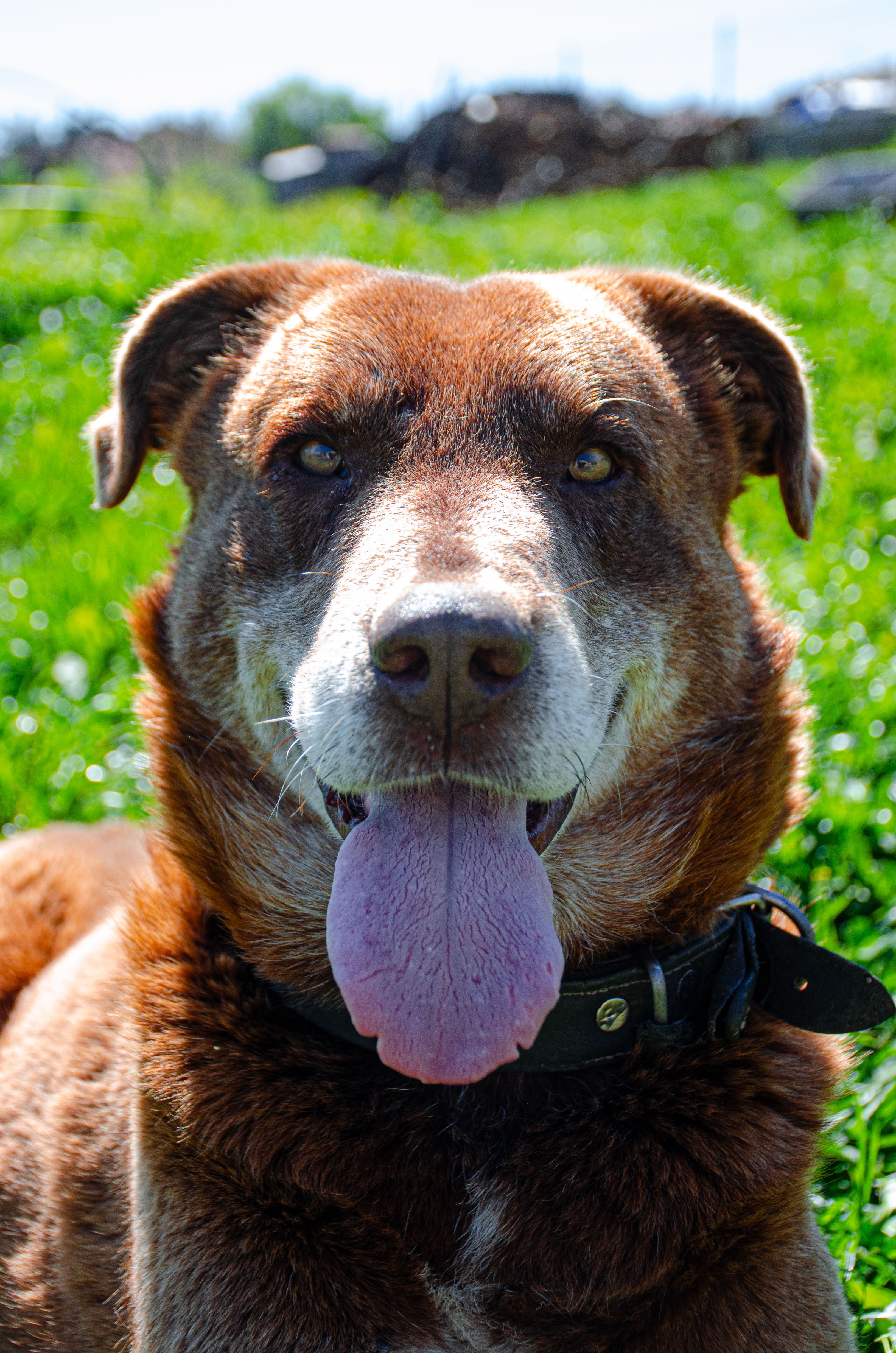 Happy brown dog panting in a sunny grassy field, showcasing its playful nature.