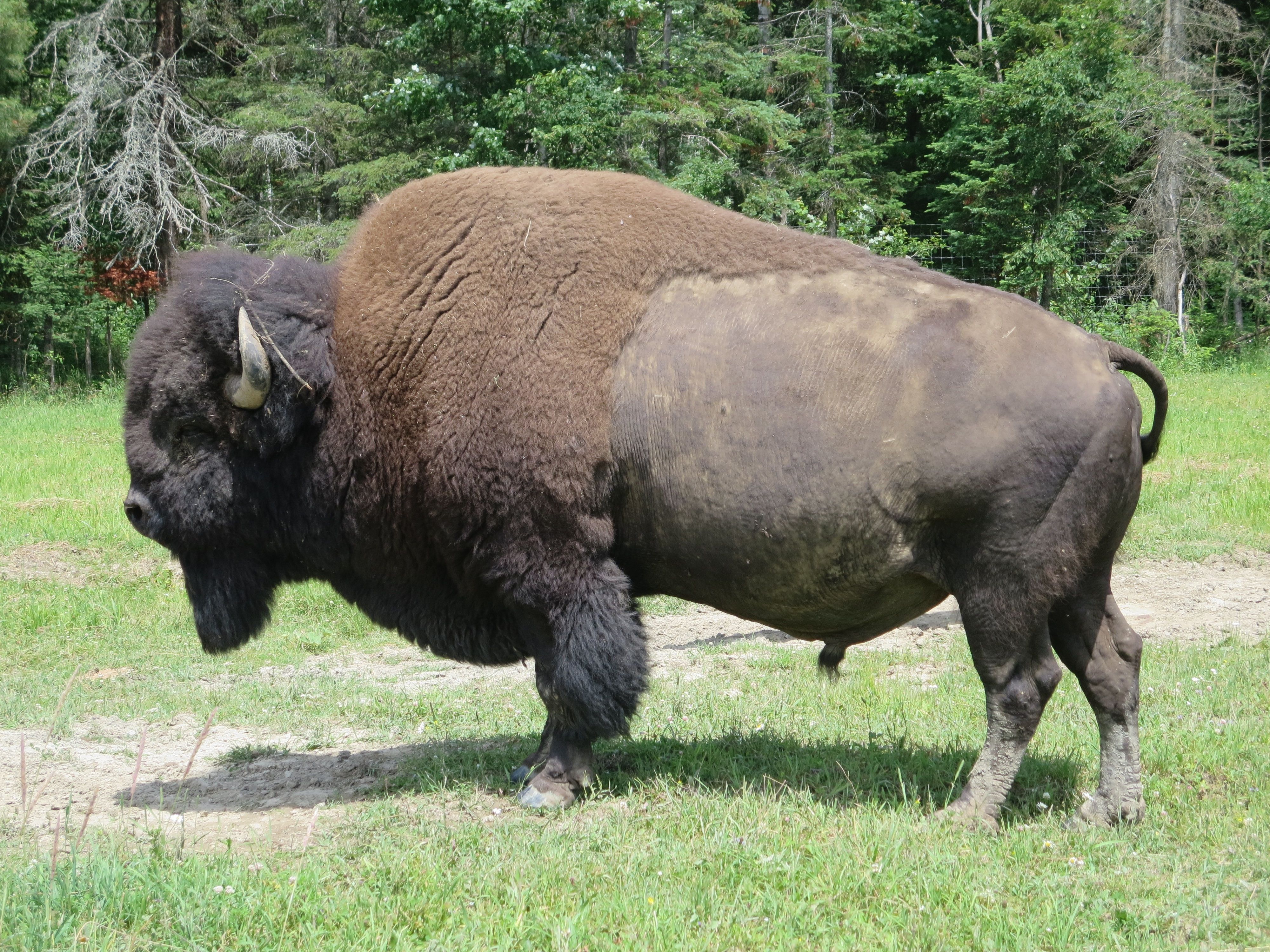 Foto Stok Gratis Tentang Banteng Barat Binatang