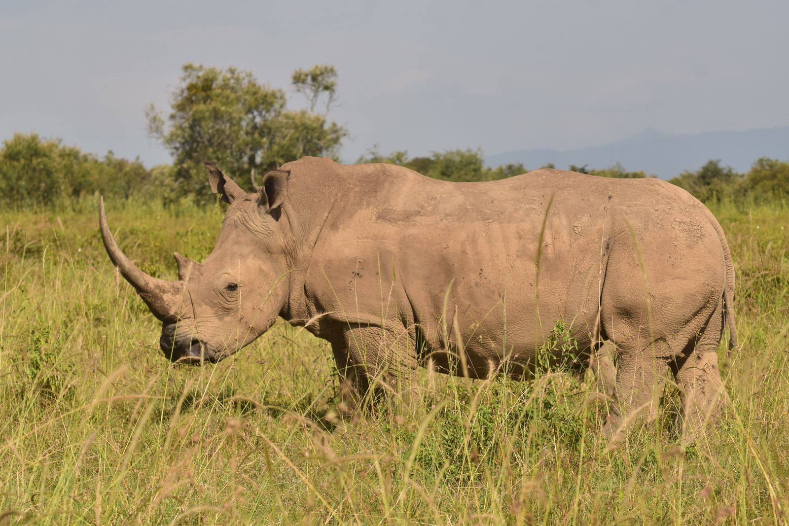 Black & White Rhino