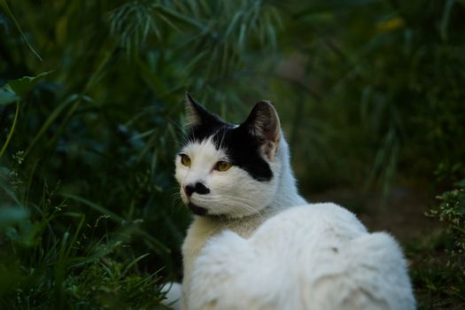 A black and white cat lies in lush greenery, exuding calmness and curiosity.