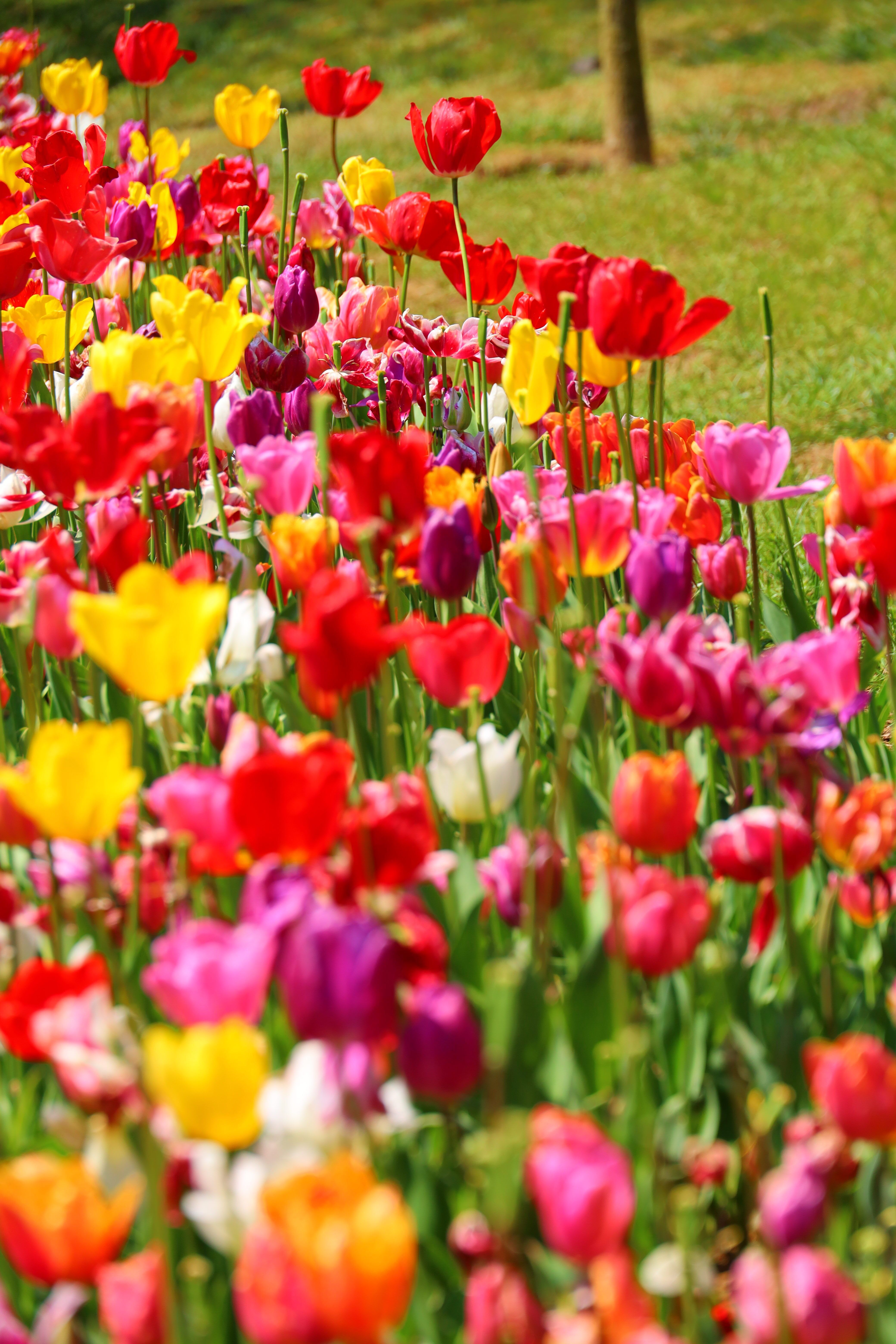 Vibrant Spring Tulip Field in Bloom · Free Stock Photo