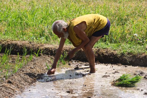 Free An elder farmer planting rice in a sunlit paddy field in Khwazakhela, Pakistan, showcasing traditional farming. Stock Photo