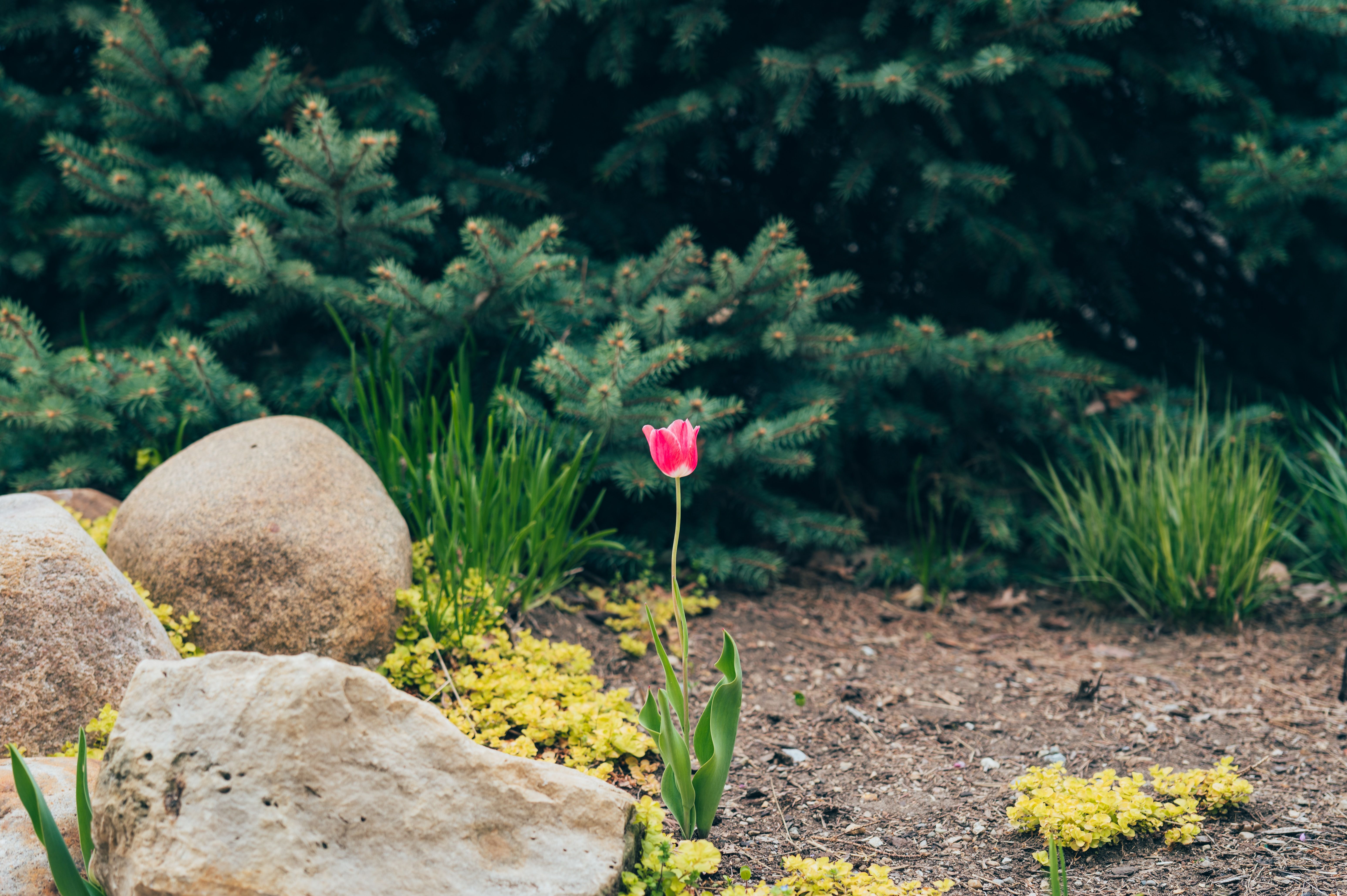 Memorial stones for dogs in a garden: smooth stones among green plants with a single red tulip