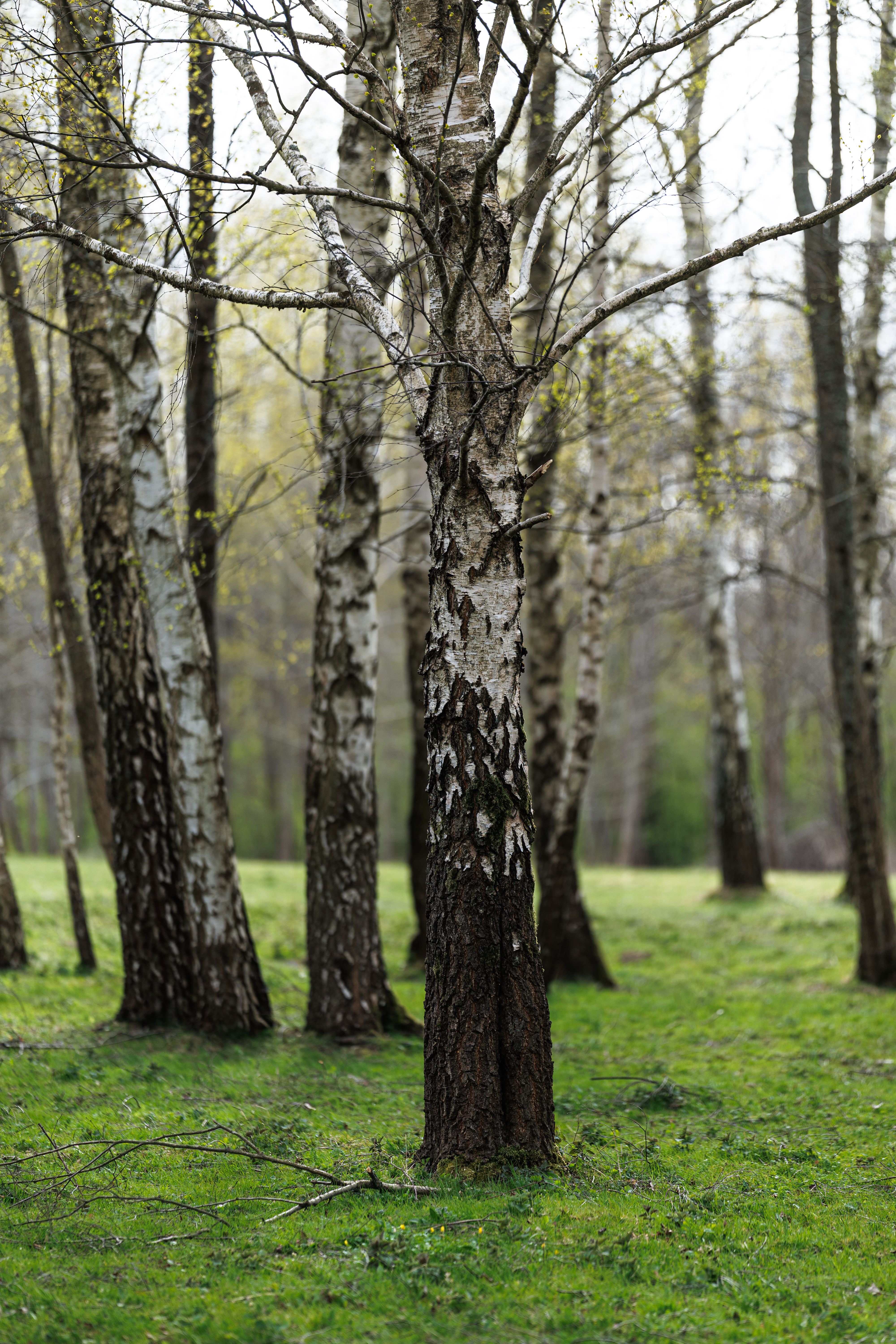 Serene birch grove with budding leaves in Kaliningrad Oblast, Russia.