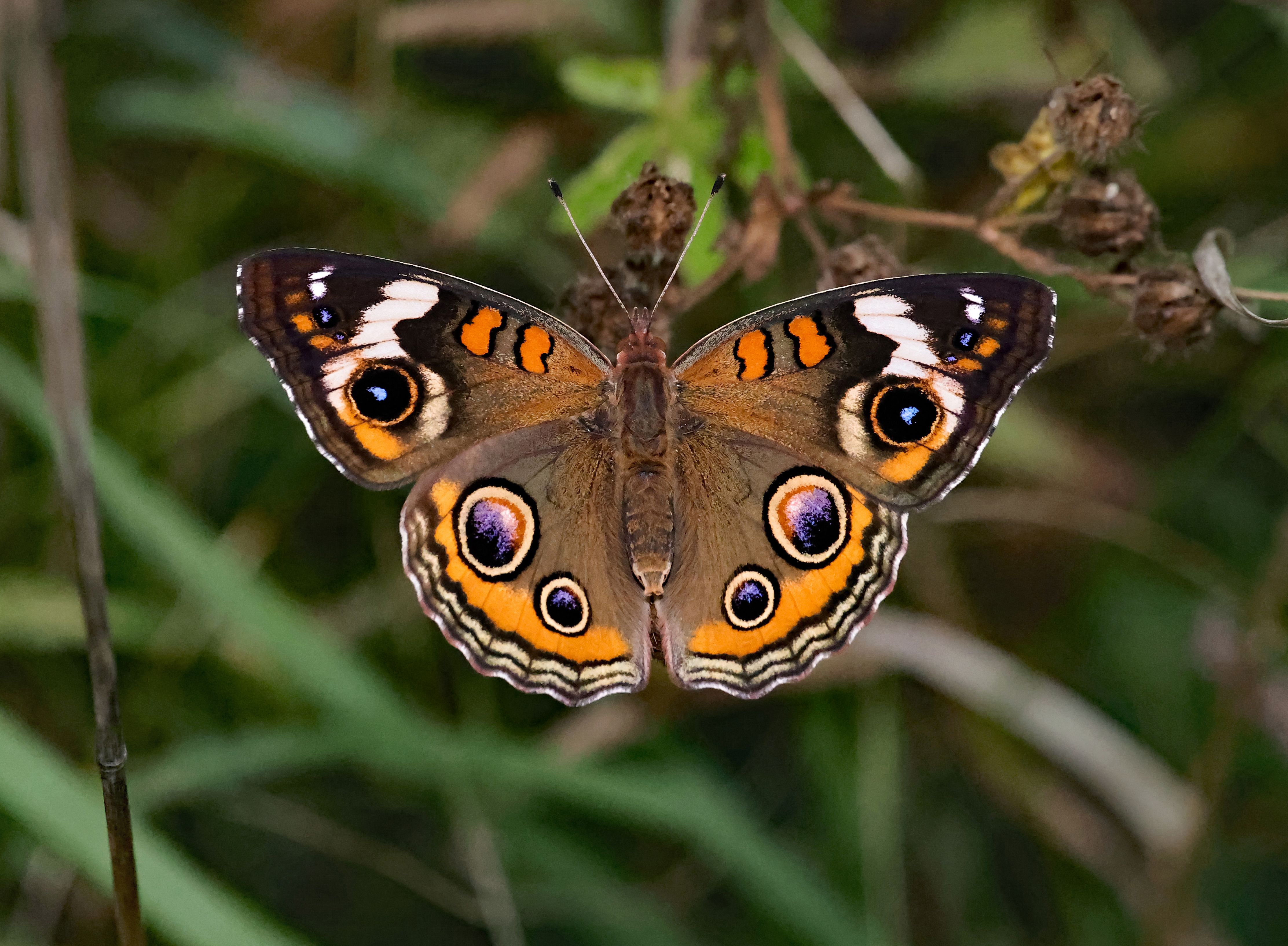 A vibrant Common Buckeye butterfly (Junonia coenia) resting on green foliage, showcasing its distinctive eye spots.