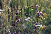 夏日阳光下，一片宁静的野花草地盛开着花草