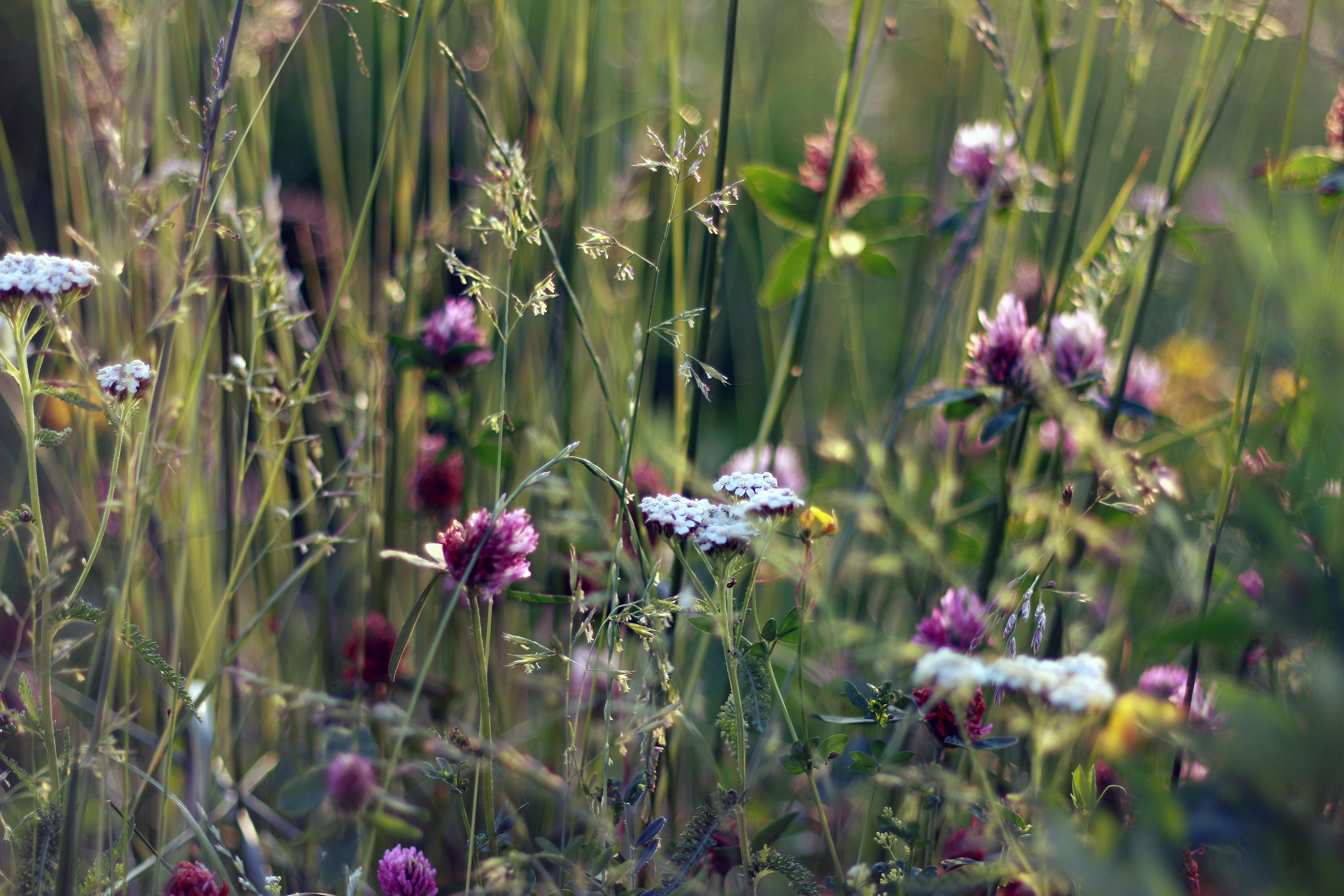 Pink Flowers · Free Stock Photo