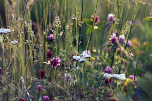 Free A serene wildflower meadow with blooming flowers and grasses in the summer sun. Stock Photo