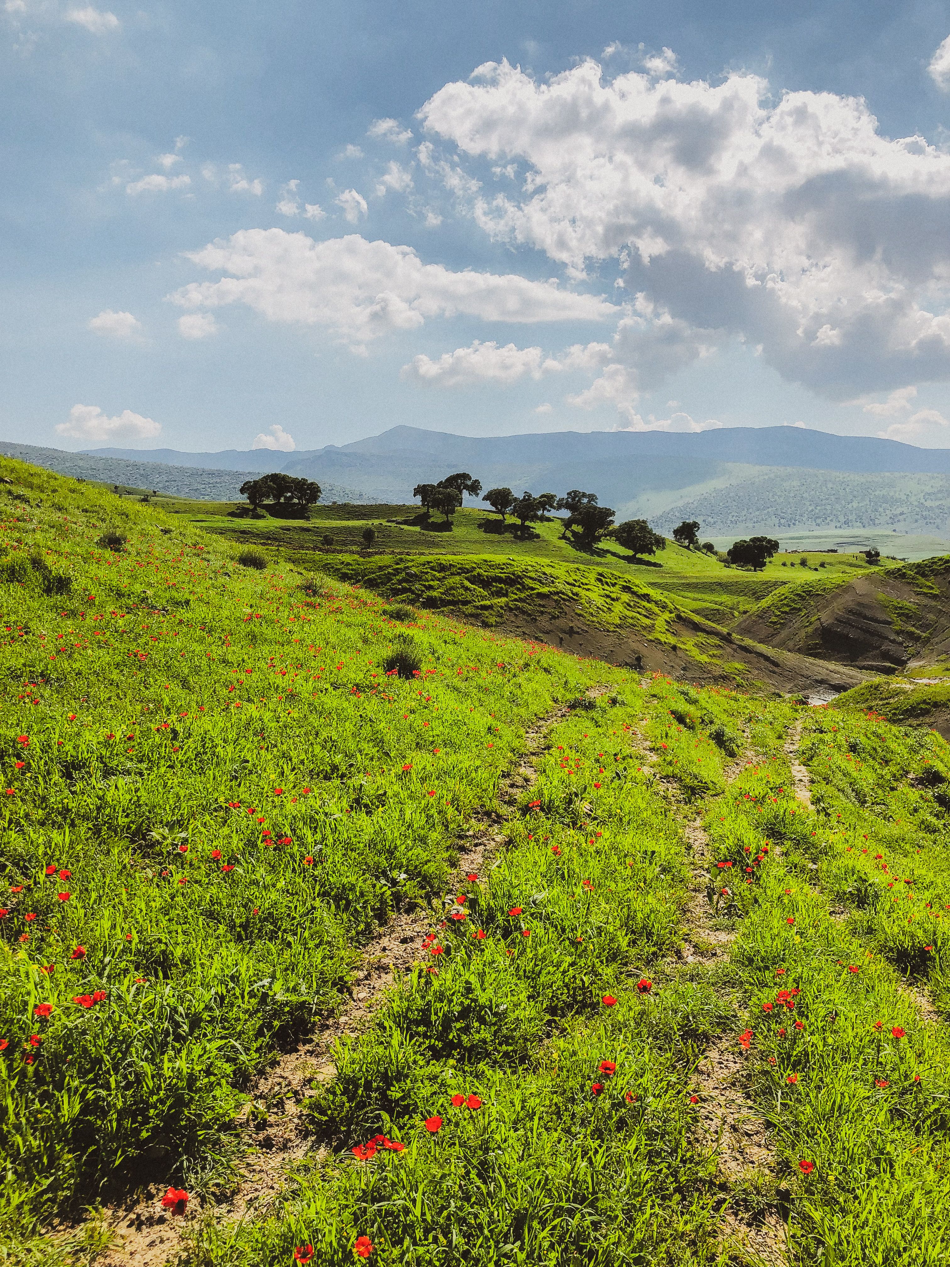 Scenic Spring Landscape with Rolling Hills and Wildflowers · Free Stock ...