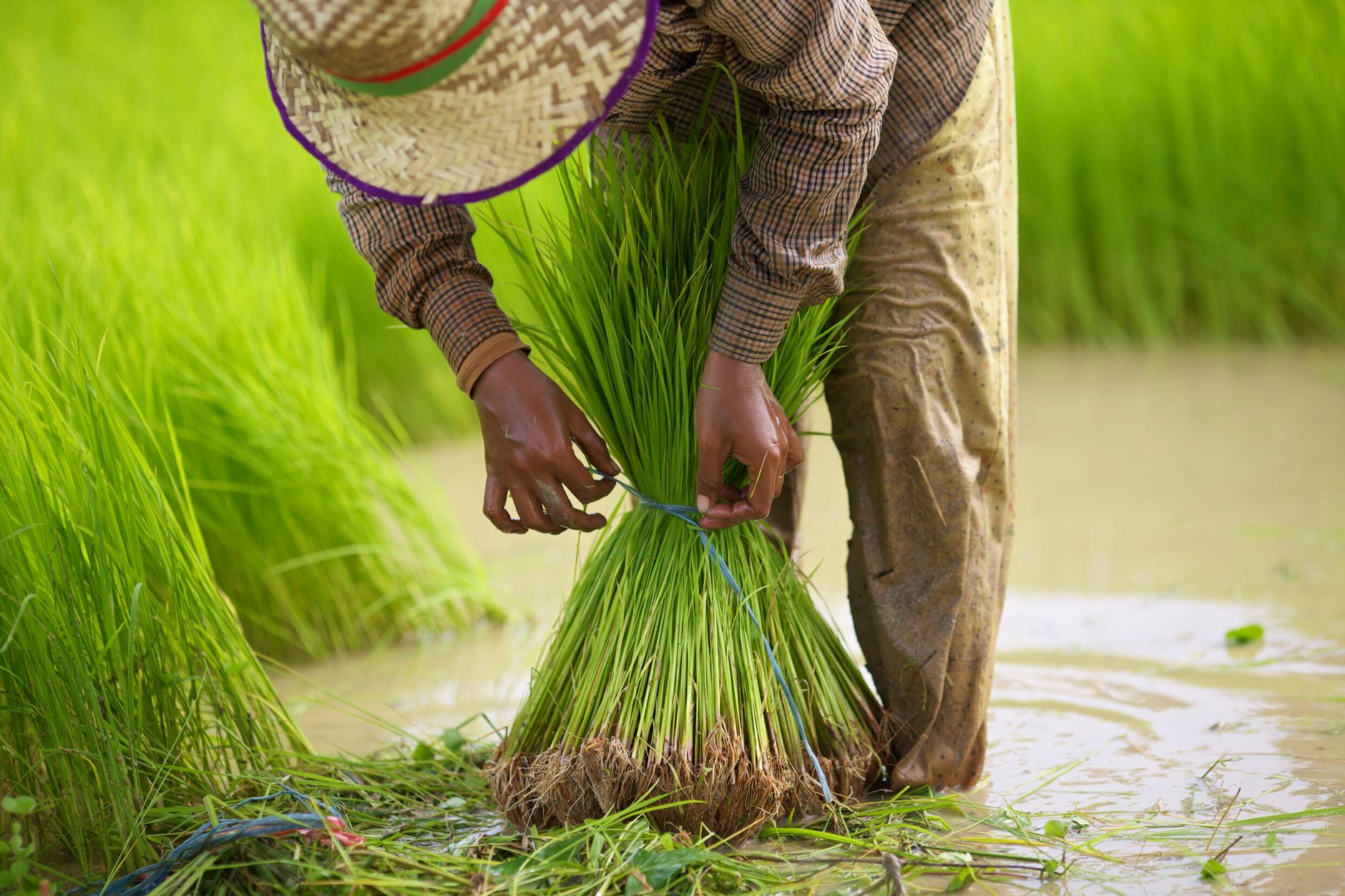 Ouvriers repiquant du riz dans une rizière du Lac Alaotra