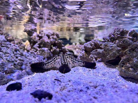 A close-up view of a starfish on a coral reef under reflective water, showcasing marine life.