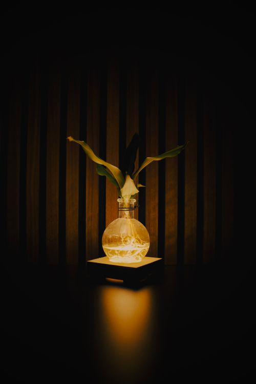 Free stock photo of pllant Stock Photo