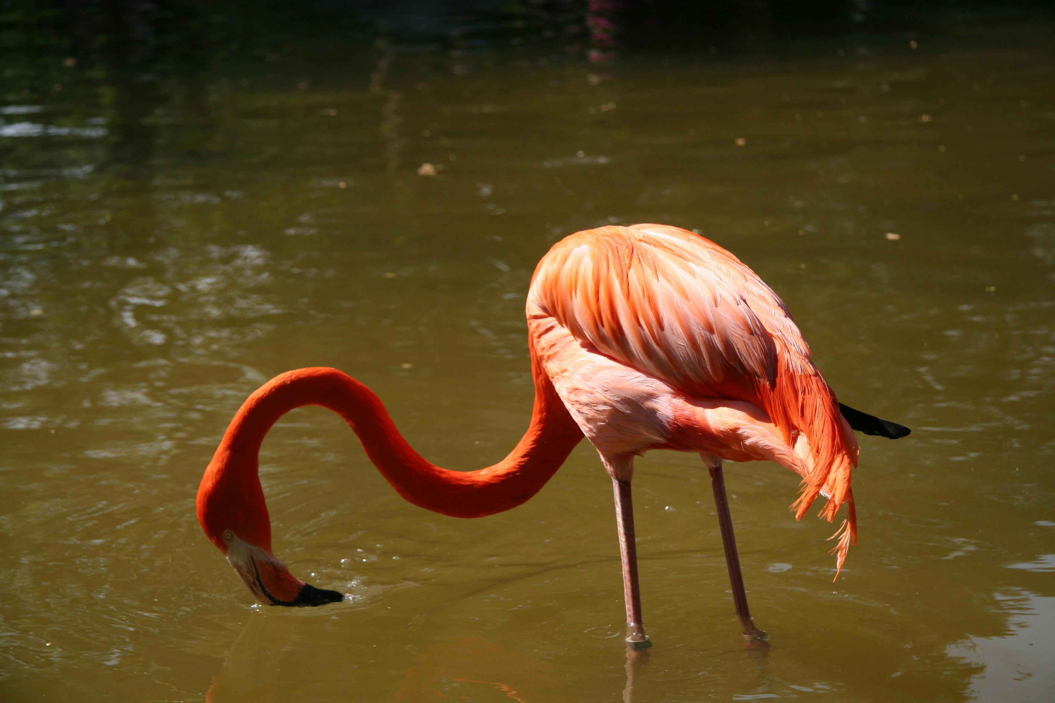 Foto Stok Gratis Tentang Binatang Burung Flamingo