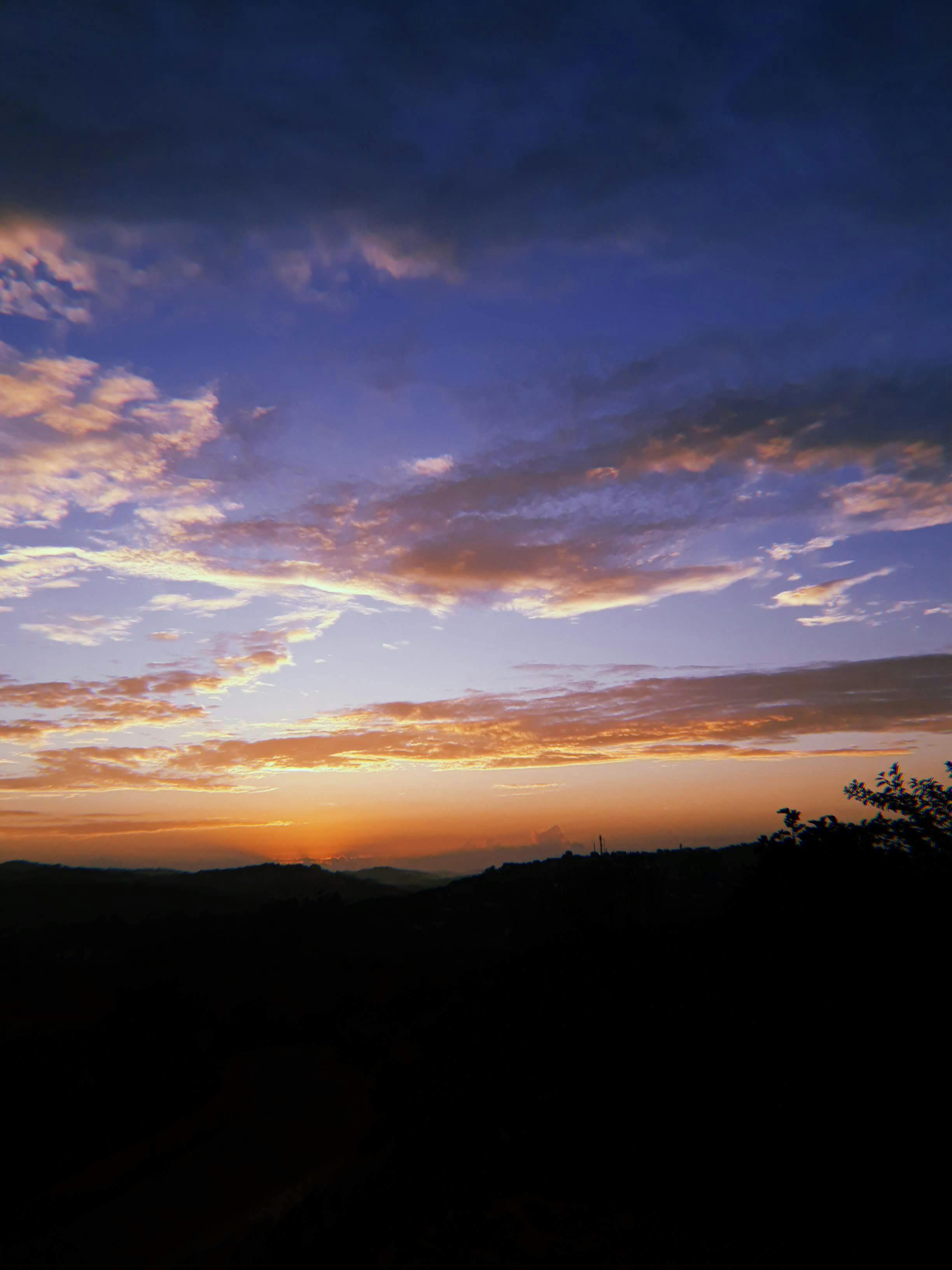 Toxic foods to keep away from dogs