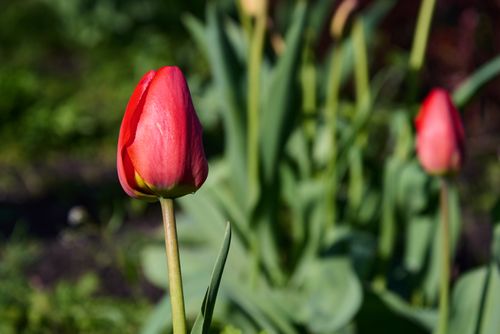 Free A vibrant red tulip in focus during springtime, showcasing the beauty of nature. Stock Photo