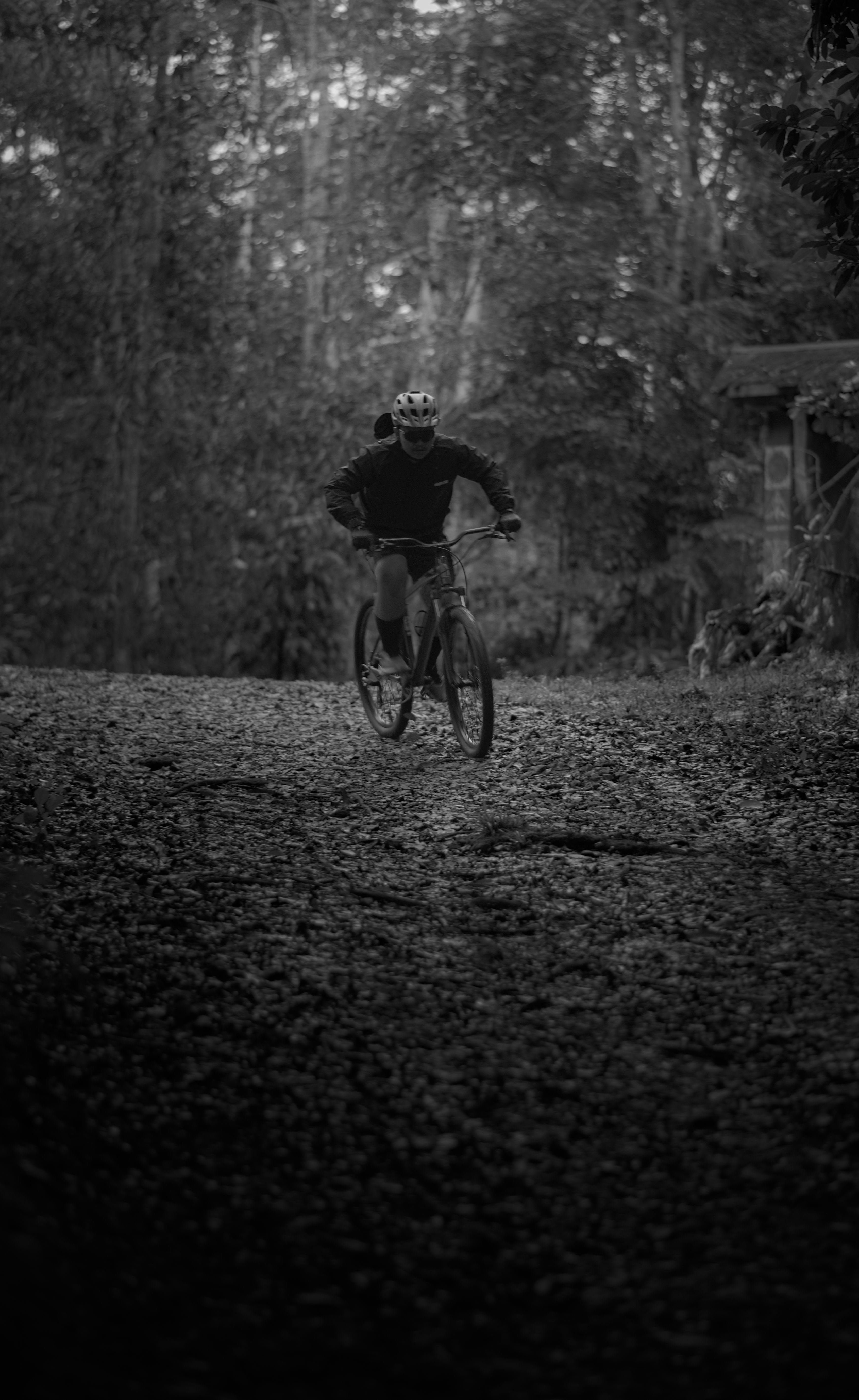 A mountain biker rides along a rugged forest path, surrounded by dense trees in a serene setting.