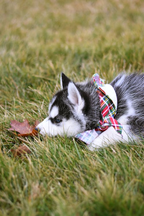 Ảnh lưu trữ miễn phí về canidae, cho husky Si-bê-ri-a, chụp ảnh động vật